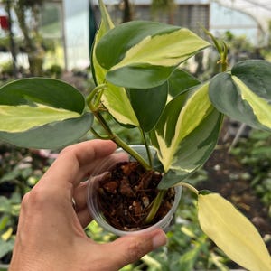 Philodendron Cream Splash - Rare Aroid - Philodendron Hederaceum 'cream  Splash' - Live Plant - Etsy