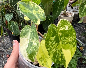 Rare Philodendron Burle Marx Highly Variegated