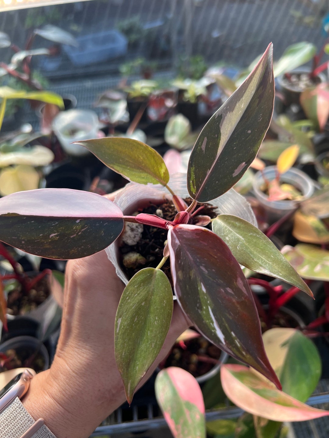 Rare Philodendron Red Anderson - Etsy