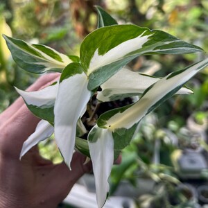 where can i buy a pothos plant Popular Pothos Plants 4-pack: Easy Hanging Vines & Variegated Plants - –  Altman Plants main image 0