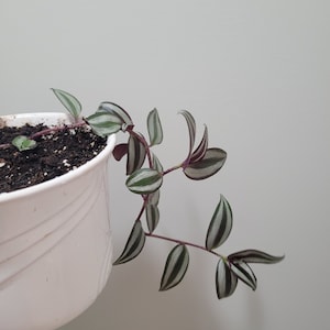 Tradescantia Zebra, Live Plant