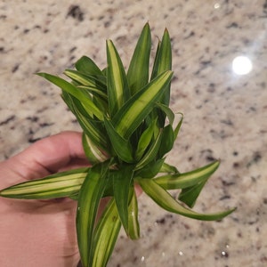 Spider Plant, Chlorophytum Comosum, Live House Plant