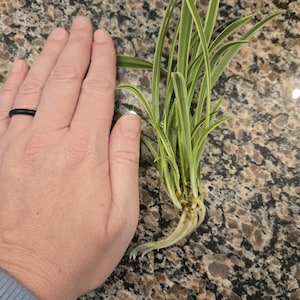 May include: A small spider plant with long, green and white striped leaves. The plant is held next to a hand, showing its size. The plant has visible roots and is on a speckled brown surface.