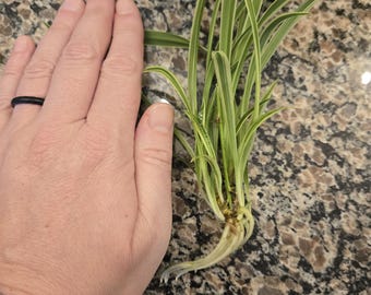 Reverse Spider Plant, Chlorophytum Comosum, Live House Plant
