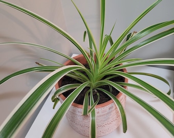 Reverse Spider Plant, Chlorophytum Comosum, Live House Plant