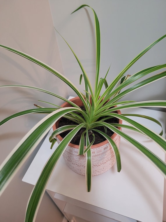 Reverse Spider Plant