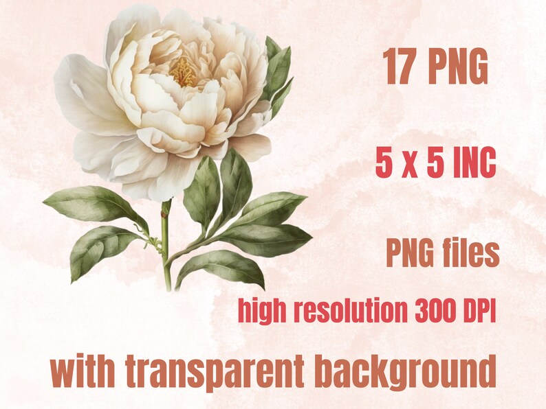 17 PNG Watercolour Elegant Peonies Clipart, White & Beige Boho Peonies ...