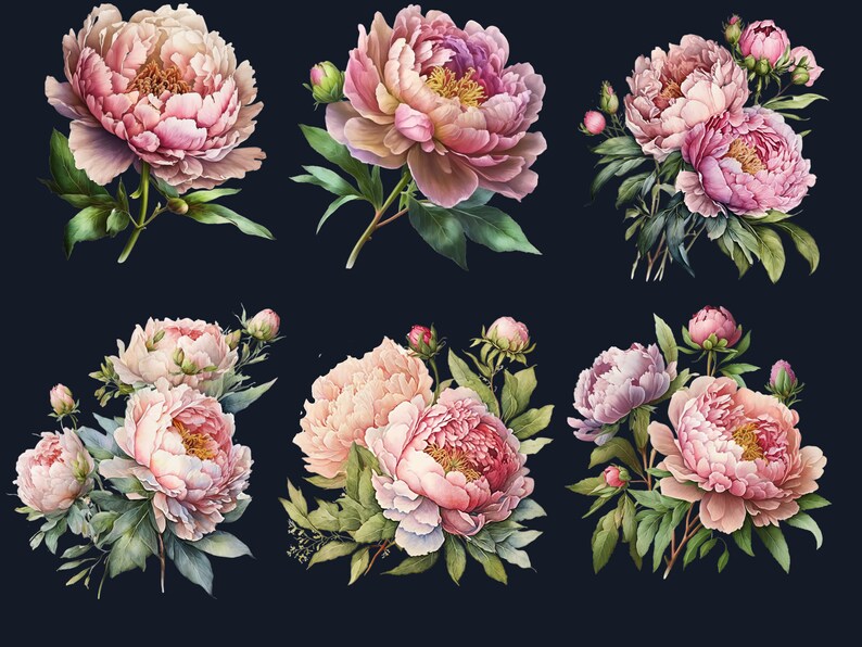 24 PNG Watercolor Pink Peonies Clipart, Pink Peony Clip Art Bundle ...