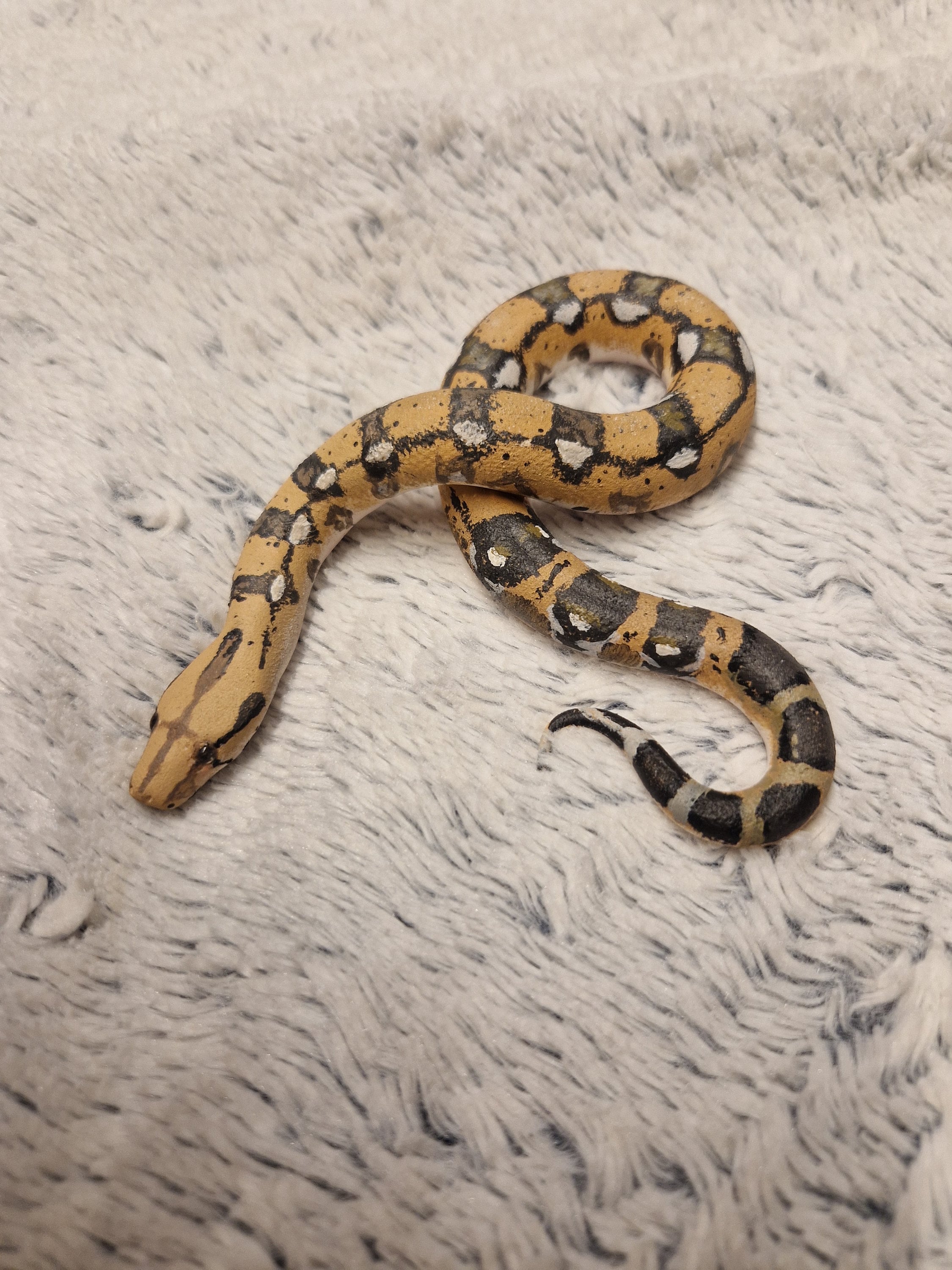 Sterling the Endangered Conception Bank Silver Boa 