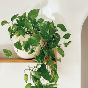 Può includere: Una rigogliosa pianta di pothos verde con foglie variegate in un vaso di ceramica bianco. La pianta è esposta su una mensola di legno contro un muro bianco. I viticci e le foglie hanno variegature gialle e bianche.