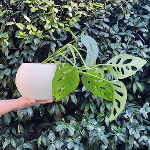 Può includere: Una pianta di Monstera verde chiaro con foglie uniche piene di fori è piantata in un vaso di ceramica bianco e rotondo. La pianta è tenuta davanti a uno sfondo di fogliame verde. Il vaso ha un diametro di circa 20 cm.