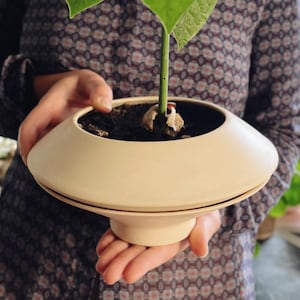 Può includere: Un vaso in ceramica beige chiaro con un sottovaso largo e poco profondo, che contiene una piccola pianta verde con un solo stelo e foglie. Il vaso è tenuto dalle mani di una persona.
