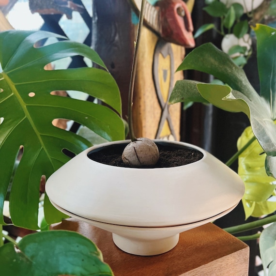 pflanztopf blau Malaga Blumentopf Blau Zimmerpflanze Ø9cm Pflanztopf kaufen main image 1