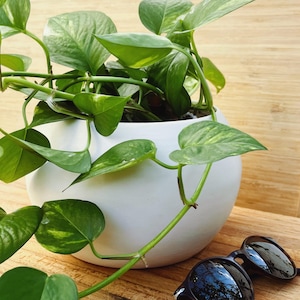 Op de afbeelding: Een levendige groene pothosplant met hartvormige bladeren komt uit een witte, afgeronde keramische pot. Zwarte zonnebrillen liggen op een houten oppervlak. De bladeren van de plant hebben gele vlekken.