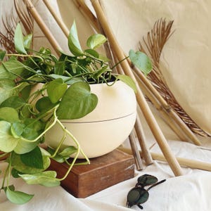 Könnte beinhalten: Ein cremefarbener, runder Pflanztopf mit schwarzem Liniendetail, gefüllt mit grünen Blättern. Der Pflanztopf steht auf einem kleinen, dunklen Holzblock. Eine Sonnenbrille liegt in der Nähe. Bambusstangen und getrocknete Blätter sind im Hintergrund.