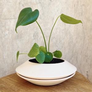 Può includere: Una piccola pianta in vaso con foglie verdi vibranti in un vaso di ceramica bianco a forma di piattino. La pianta ha diverse foglie rotonde e a forma di cuore. Il vaso è appoggiato su una superficie di legno.