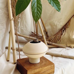 Keramik-Pflanzgefäß, Topf mit Abflussloch, Zimmerpflanzentopf, elfenbeinfarbenes Pflanzgefäß, Tischtopf, einzigartiges Pflanzgefäß für Avocadokerne, Zimmerpflanzen