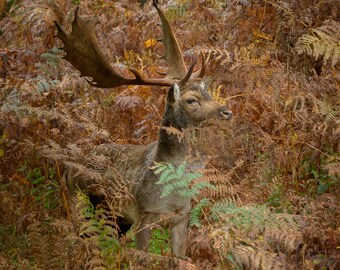 May include: A fallow deer with large antlers stands in a forest of ferns. The deer is brown and white with a light brown muzzle. The ferns are a mix of green and brown.