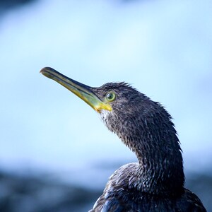 Cormorant