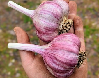 Chesnok Red Seed Garlic Bulbs for Planting | Hardneck Purple Stripe