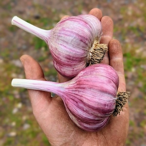 1lb Chesnok Red Seed Garlic (Pre-order fall shipping)