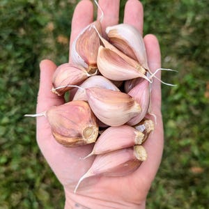 Ready to Plant Garlic Cloves (Pre-order Fall Shipping)