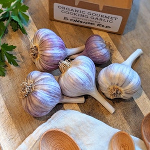 Organic Gourmet Cooking Garlic