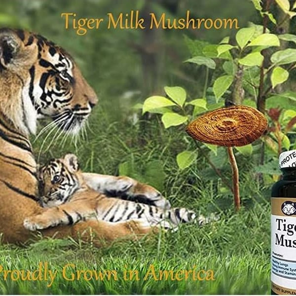 Tiger Milk Mushroom  (Lignosus rhin) USA made