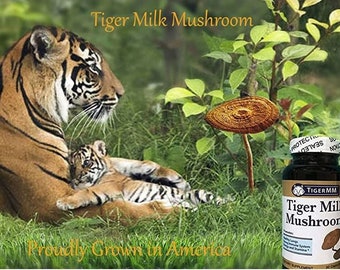 Tiger Milk Mushroom  (Lignosus rhin) USA made