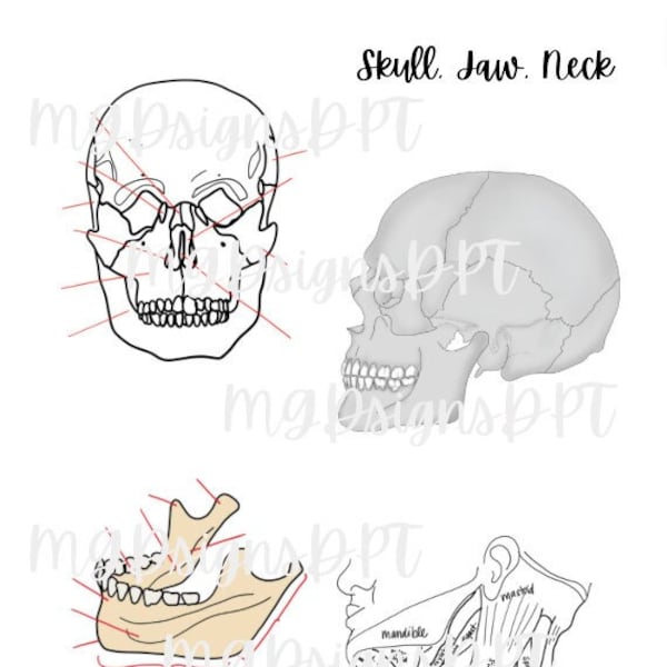 Skull, Jaw, Neck Anatomy Cheat Sheet and Guide including Anatomy Quiz. Muscles, bones, joints, sutures. DPT Student Study Guide, printable