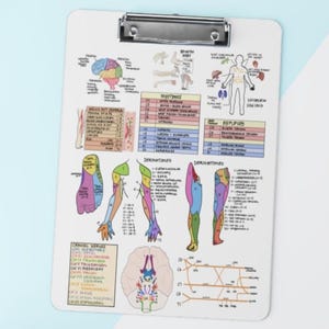 May include: A white clipboard with a silver clip, featuring colorful anatomical diagrams of the human nervous system. The diagrams include illustrations of the brain, nerves, and limbs. The clipboard is on a light blue and white surface.