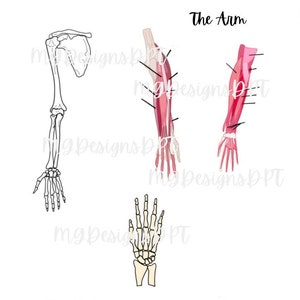 Arm Anatomy Cheat Sheet for coloring and labeling | Includes Anatomy Quiz arm, scapula, forearm, wrist, hand