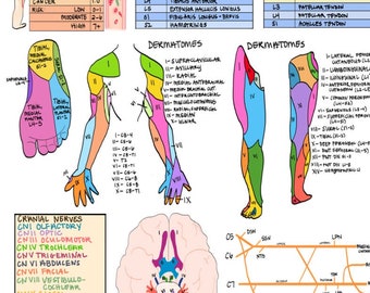 Hoja de guía de fisioterapia / referencia de la escuela PT, hoja de trucos, educación / descarga digital 1 página