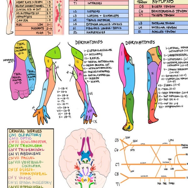 Physical Therapy Guide Sheet | PT school reference, cheat sheet, education | digital download 1 page