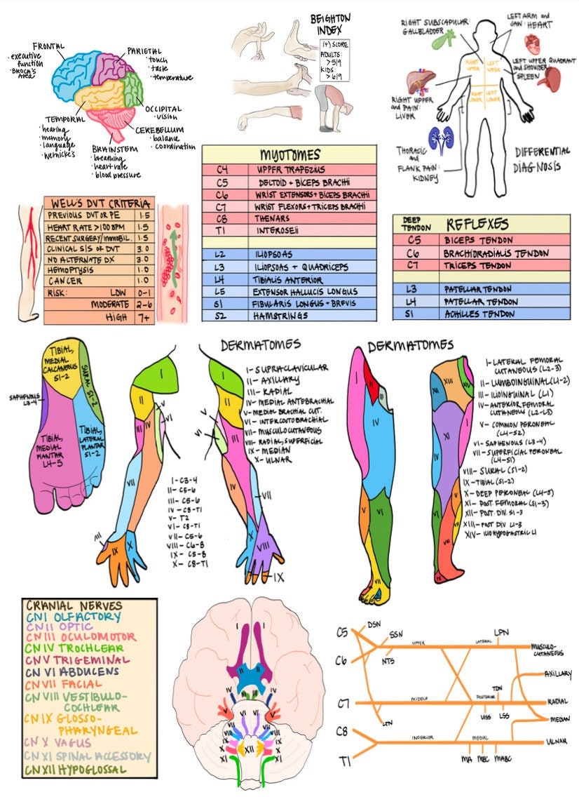 Physical Therapy Guide Sheet PT School Reference, Cheat Sheet ... image.