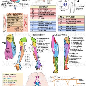 Physical Therapy Guide Sheet PT School Reference, Cheat Sheet ...