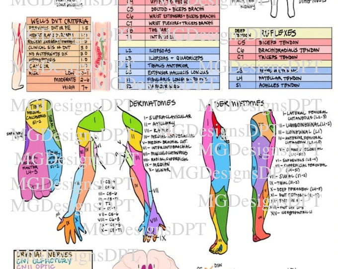 Physical Therapy Guide Sheet | PT School Reference, Cheat Sheet ...