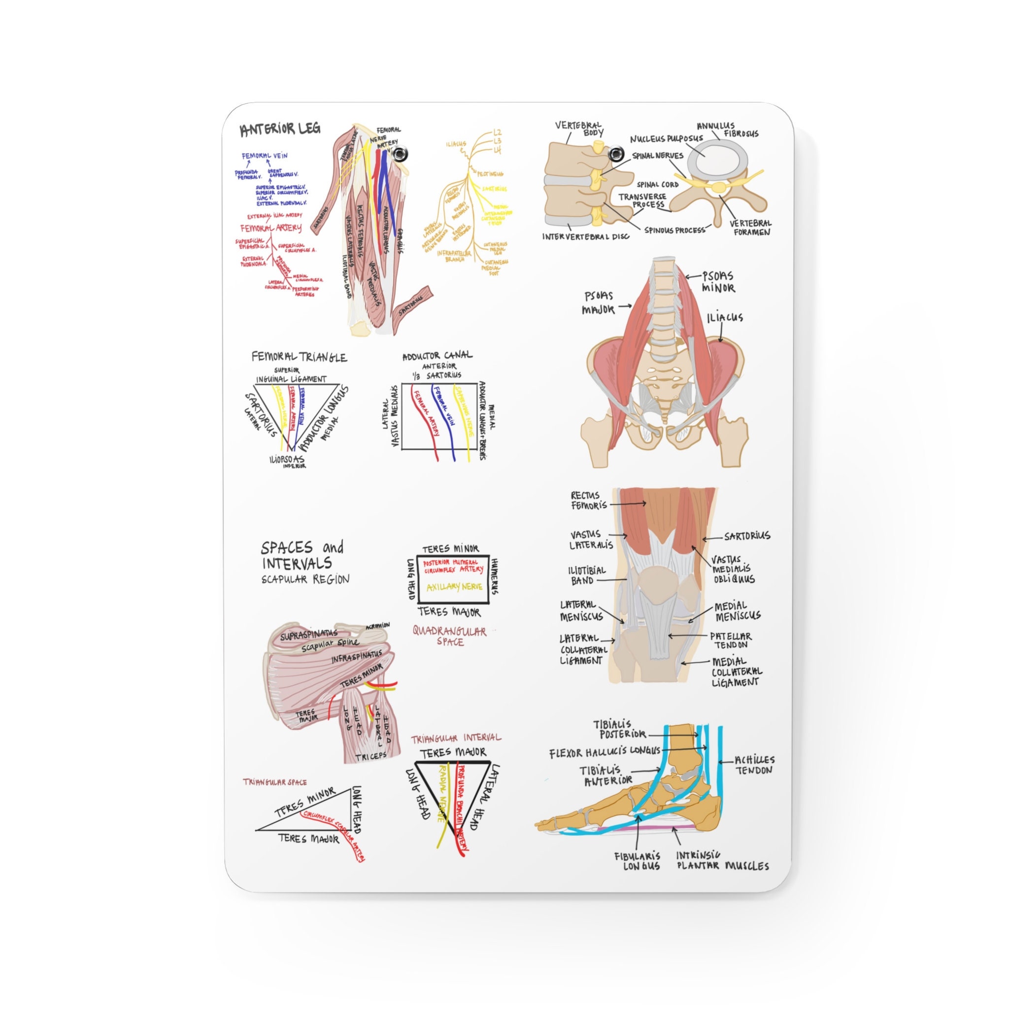 Physical Therapy Clipboard PT School Cheat Sheet Clipboard Physical ...