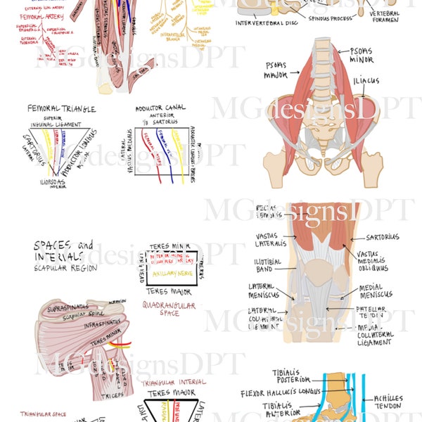 Anatomie de la physiothérapie et fiche guide des espaces/intervalles | Guide scolaire PT | référence en téléchargement numérique 1 page