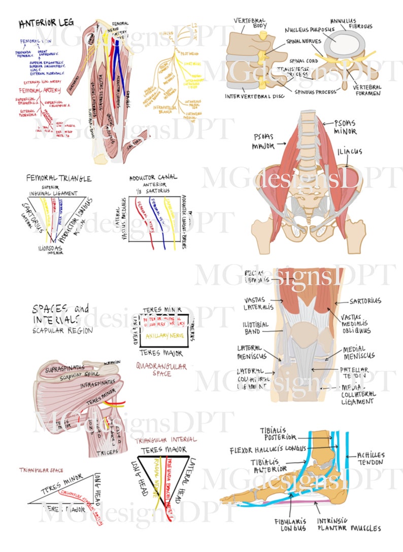 Physical Therapy Anatomy and Spaces/ Intervals Guide Sheet PT School