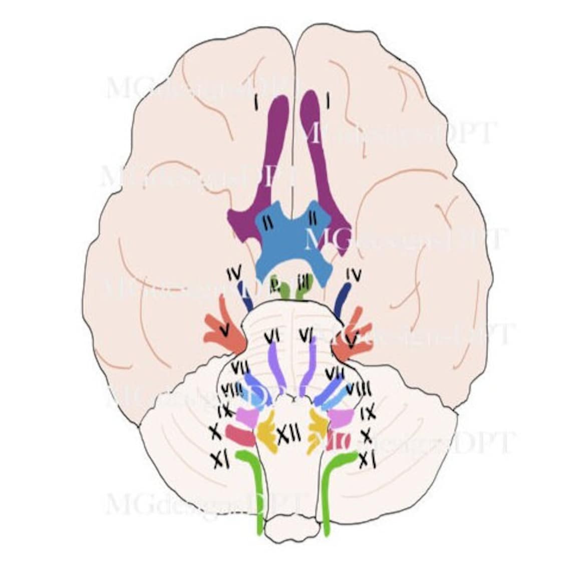 Cranial Nerves Sticker Anatomy Sticker DPT, Physical Therapy, Anatomy ...