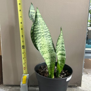 Sanseveria zeylanica - Mother in Law Tongue, Snake Plant