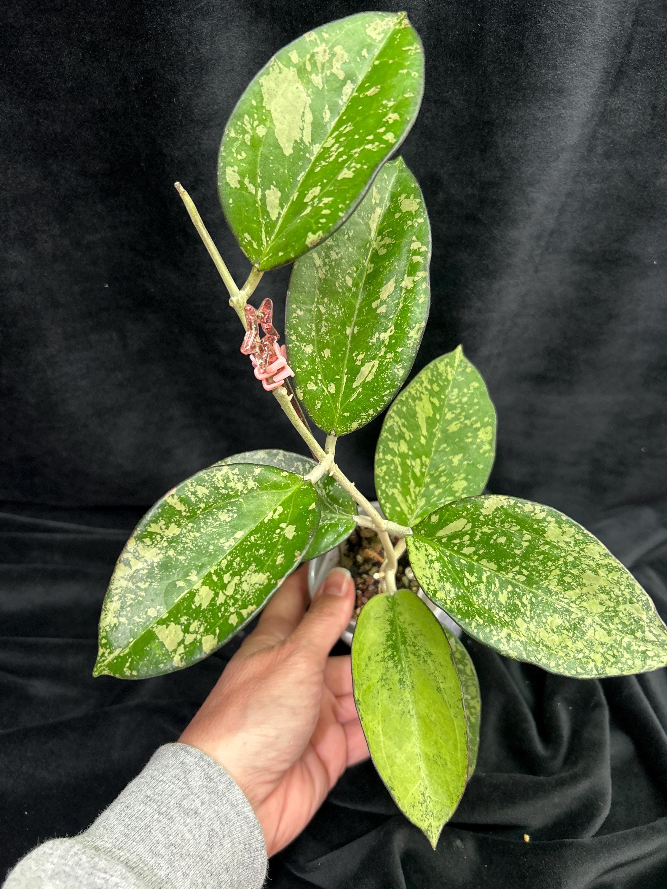Hoya Patcharawalai 023 Icensis - Etsy