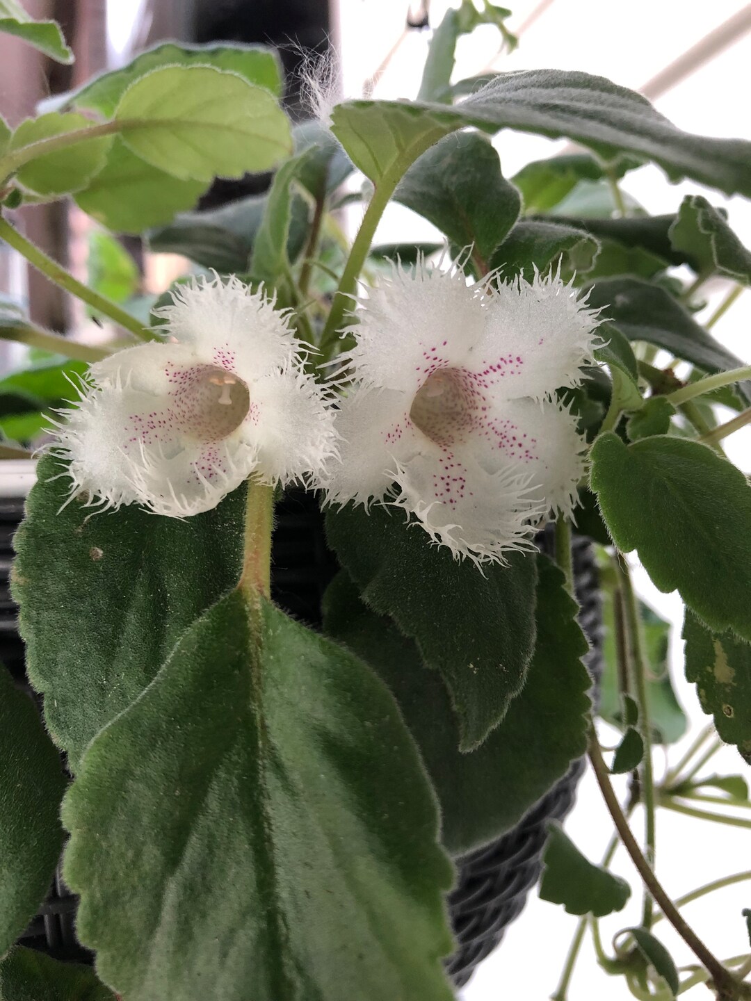 Alsobia Dianthiflora - Cygnet Lace Flower - Etsy