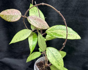 Hoya ‘Snow Cui Silver’