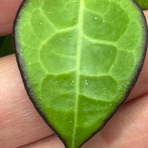 May include: Close-up of a heart-shaped green leaf with a dark brown border. The leaf has prominent veins and a textured surface. The leaf is a vibrant green color, with a darker green pattern.