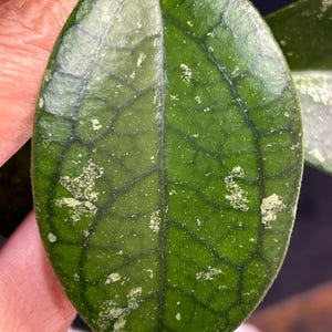 Hoya finlaysonii ‘Ripple’ X UNK (RHM 24120)