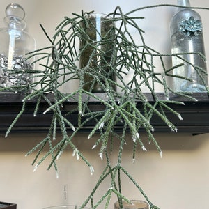 Rhipsalis pilocarpa - Hairy Wickerware Cactus
