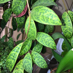 Black Pagoda Lipstick Plant - Aeschynanthus longicaulis