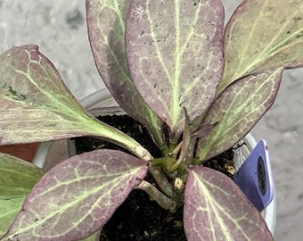 Hoya nicholsoniae 'New Guinea Ghost'